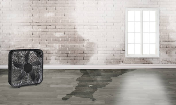 Best Flood damage cleanup  in Las Vegas, NM